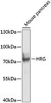 Western blot - HRG Rabbit pAb (A8431)