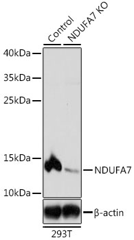 [KO Validated] NDUFA7 Rabbit polyclonal antibody