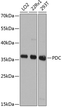PDC Rabbit polyclonal antibody