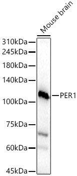 PER1 Rabbit polyclonal antibody