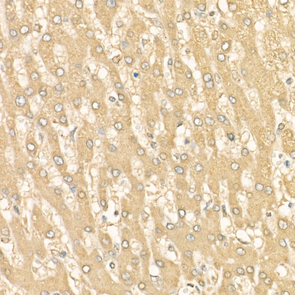 PER1 Rabbit polyclonal antibody