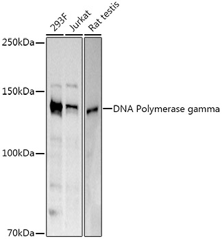 DNA Polymerase gamma Rabbit polyclonal antibody