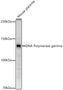 DNA Polymerase gamma Rabbit polyclonal antibody