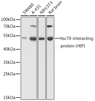 Hsc70-interacting protein (HIP) Rabbit pAb