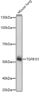 TGFB1I1 Rabbit polyclonal antibody