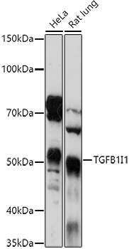 TGFB1I1 Rabbit polyclonal antibody