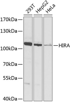 [KO Validated] HIRA Rabbit polyclonal antibody