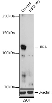 [KO Validated] HIRA Rabbit polyclonal antibody