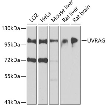UVRAG Rabbit polyclonal antibody