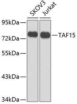 TAF15 Rabbit polyclonal antibody