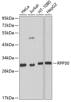 RPP30 Rabbit polyclonal antibody