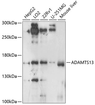 ADAMTS13 Rabbit polyclonal antibody