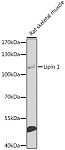 Western blot - Lipin 1 Rabbit pAb (A8486)