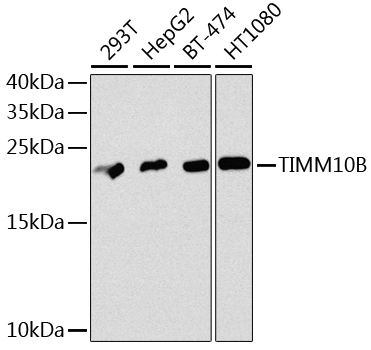 TIMM10B Rabbit polyclonal antibody