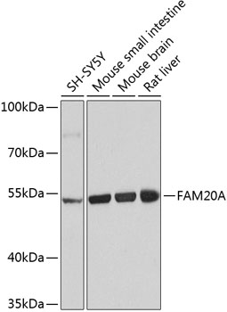 FAM20A Rabbit polyclonal antibody