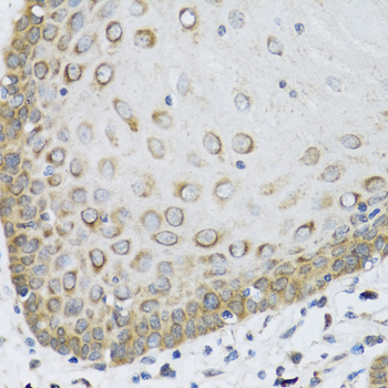 FAM20A Rabbit polyclonal antibody