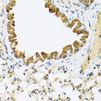 FAM20A Rabbit polyclonal antibody