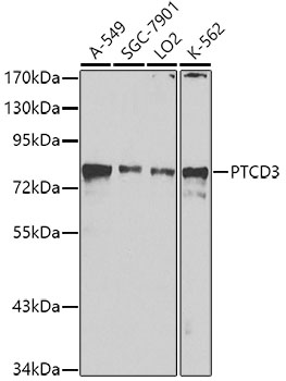 PTCD3 Rabbit polyclonal antibody