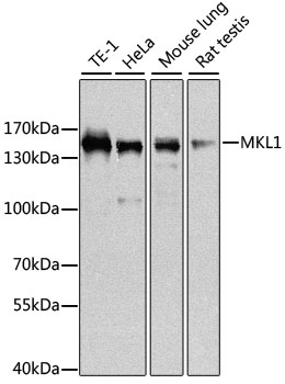 MKL1 Rabbit polyclonal antibody