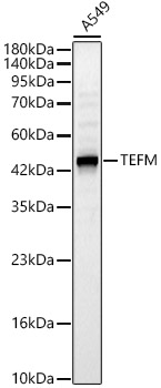 TEFM Rabbit polyclonal antibody