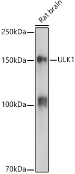 ULK1 Rabbit polyclonal antibody