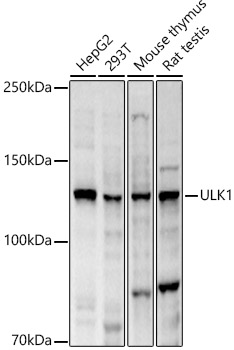 ULK1 Rabbit polyclonal antibody