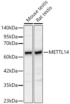 METTL14 Rabbit polyclonal antibody
