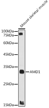 AMD1 Rabbit polyclonal antibody