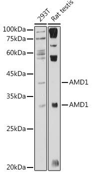 AMD1 Rabbit polyclonal antibody