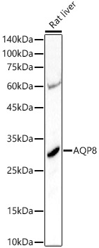 AQP8 Rabbit polyclonal antibody