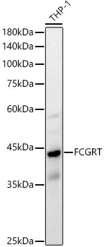 FCGRT Rabbit polyclonal antibody