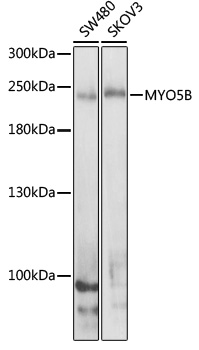 MYO5B Rabbit polyclonal antibody