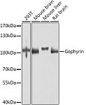 Western blot - Gephyrin Rabbit pAb (A8572)