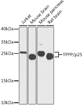 TPPP/p25 Rabbit pAb