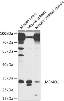 MEMO1 Rabbit polyclonal antibody