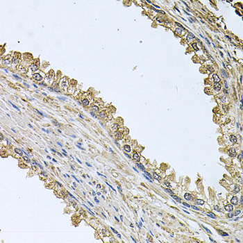 MEMO1 Rabbit polyclonal antibody