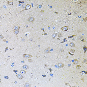 MEMO1 Rabbit polyclonal antibody