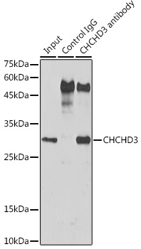 CHCHD3 Rabbit polyclonal antibody