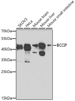 BCCIP Rabbit polyclonal antibody