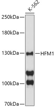 HFM1 Rabbit polyclonal antibody