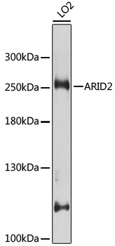 ARID2 Rabbit polyclonal antibody