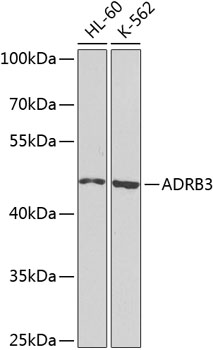 ADRB3 Rabbit polyclonal antibody