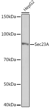 Sec23A Rabbit monoclonal antibody
