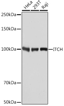 [KO Validated] ITCH Rabbit monoclonal antibody