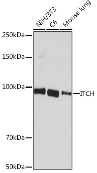 [KO Validated] ITCH Rabbit monoclonal antibody