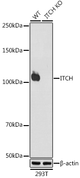 [KO Validated] ITCH Rabbit monoclonal antibody