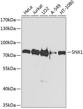 SNX1 Rabbit polyclonal antibody