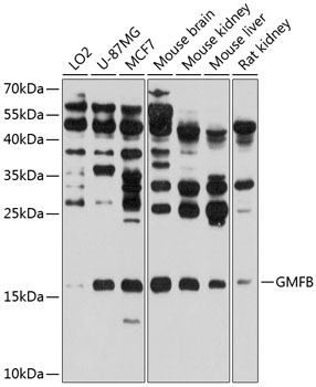 GMFB Rabbit polyclonal antibody
