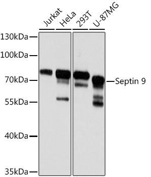 Septin 9 Rabbit polyclonal antibody