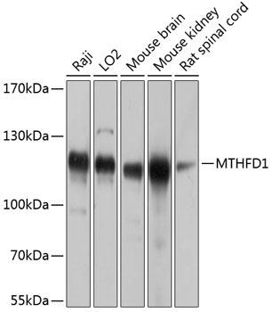 MTHFD1 Rabbit polyclonal antibody